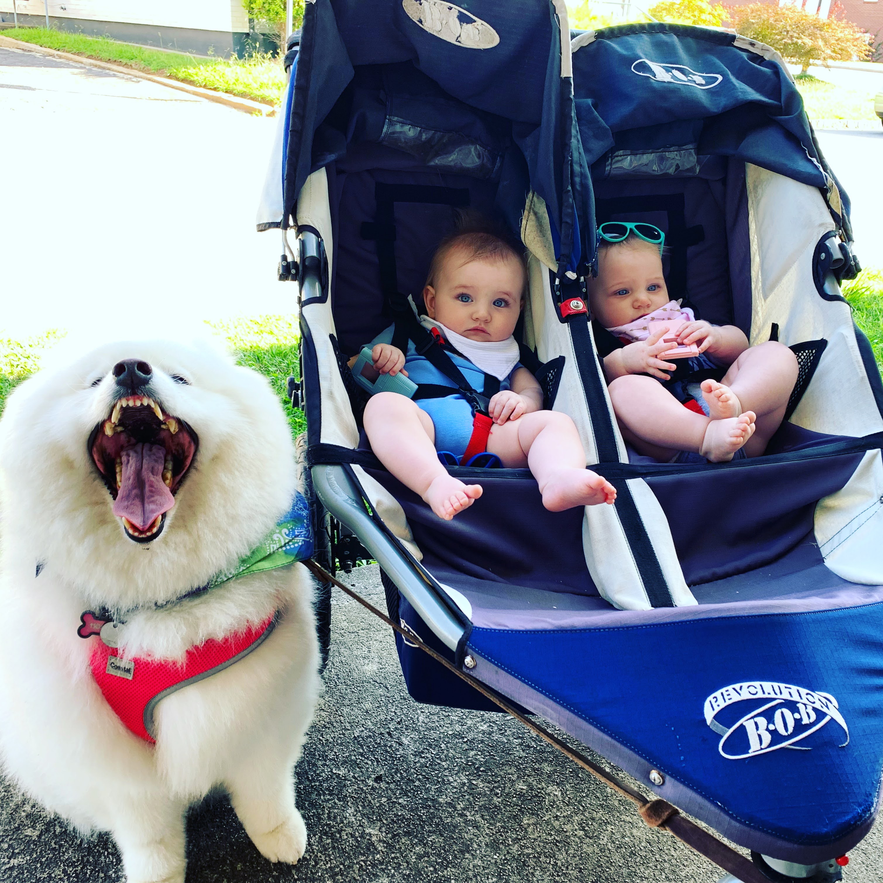 dog next to babies in double stroller
